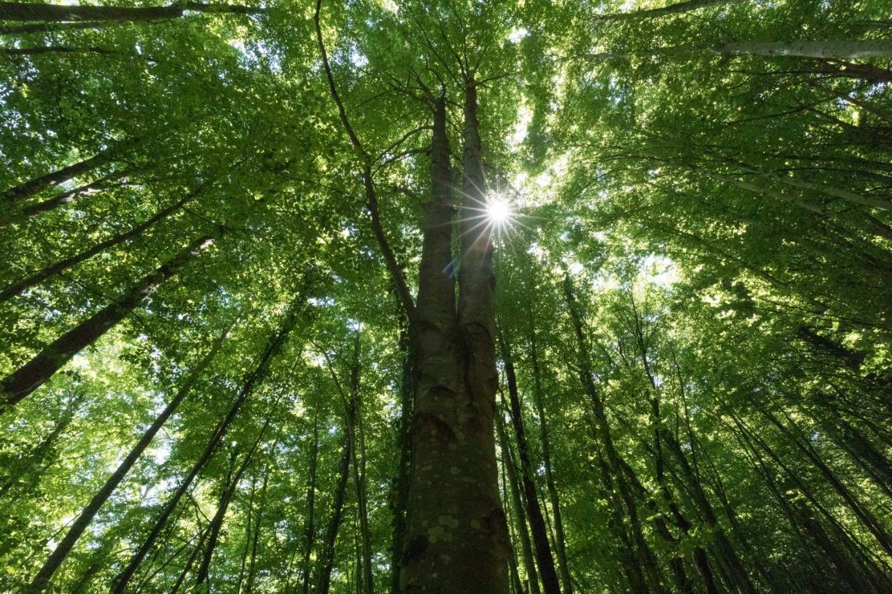 Mas Rural El Negre Vandrarhem Ogassa Exteriör bild